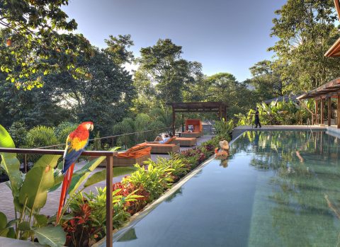 nayara-springs-lap-pool-with-macaw