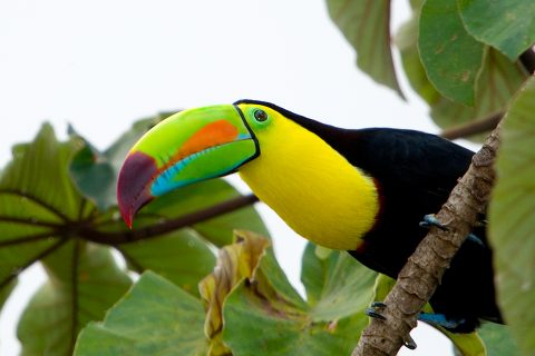keel-billed-toucan-24